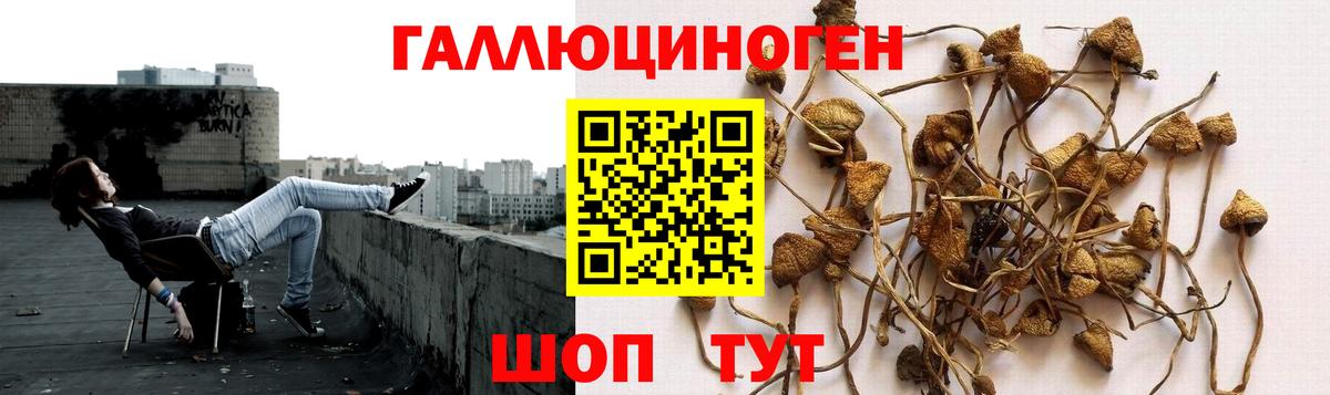Галлюциногенные грибы мухоморы Петропавловск-Камчатский